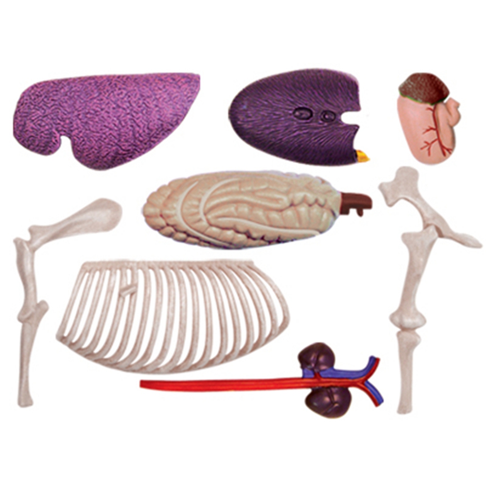Анатомическая модель органов ж – обзор и цена Science Toys